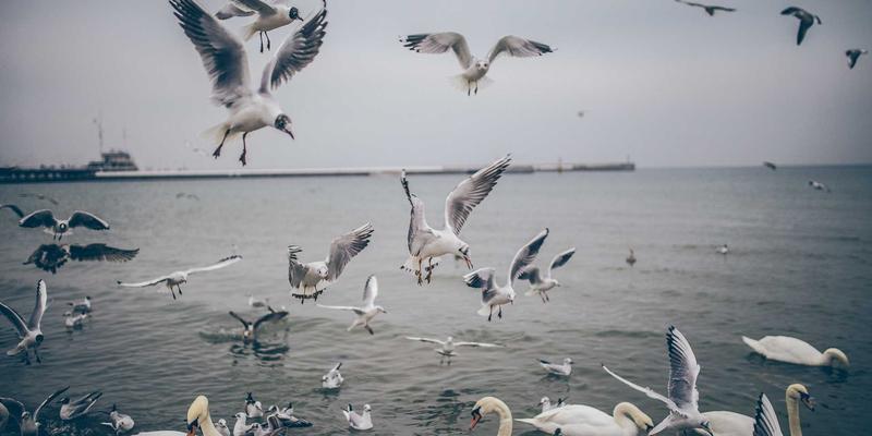 洛阳伊滨区新城开发与产业导入：如何激活租房与房产市场新需求